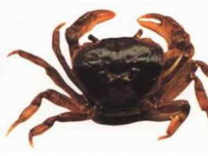 ���Ϫз_���Ϫз�Ĺ�Ч|�÷�