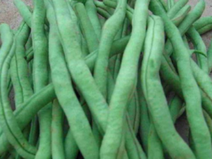 �ռܶ�_�ռܶ��Ĺ�Ч|�÷�