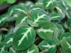 ���ĲݵĹ�Ч������ ���Ĳݵ�ҩ�ü�ֵ