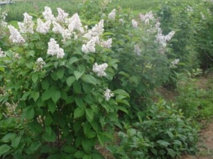 ����Ĺ�Ч������ ������������