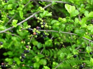 ȸ÷�ٵĹ�Ч������ ȸ÷�ٵ��÷�����