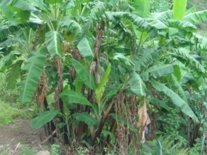 ��Ƥ�Ĺ�Ч������ ��Ƥ�ĸ�������