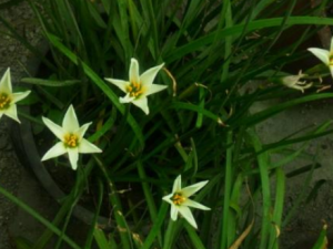 �²���_�²����Ĺ�Ч|�÷�����