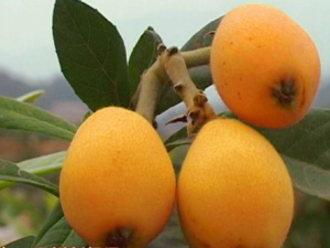 �����˹�_�����˹��Ĺ�Ч|��������