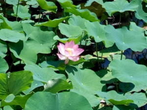 ���ư���Ҷ_���ư���Ҷ�Ĺ�Ч|��������