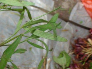 ��צ��_��צ�۵Ĺ�Ч|�÷�����