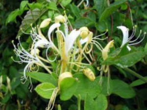 ��צ��_��צ���Ĺ�Ч|�÷�����