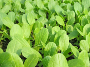 ��ë��_��ë�˵Ĺ�Ч|�÷�����