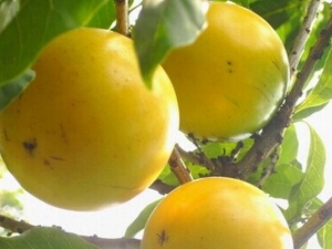 �ƾ�����Ӫ��ֵ �Իƾ�����������