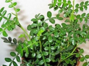 ����ľҶ�Ĺ�Ч������ ����ľҶ�ĸ�������