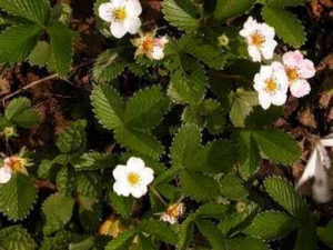 ��Ҷ�ݵĹ�Ч������ ��Ҷ�ݵĸ���