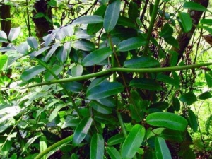 ��Ҷ�ٵĹ�Ч������ ��Ҷ�������Ƚⶾ��