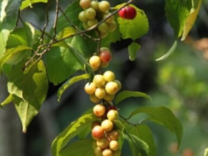 ������͵Ĺ�Ч������ �и�Ϊʲô���ܷ��ô������