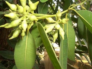 ��Ҷ��Ҷ�Ĺ�Ч������ �����ô�Ҷ��Ҷ��ϴ����