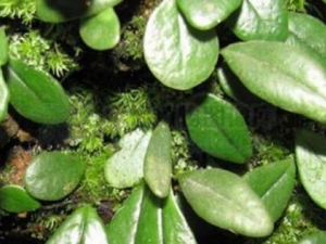 ���ݵĹ�Ч������ �������α�����