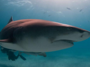 ���㵨_���㵨�Ĺ�Ч|��������