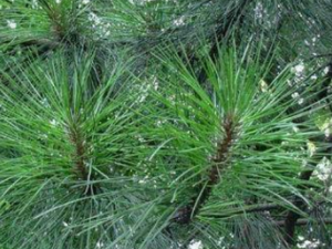 ����÷��_����÷���Ĺ�Ч|�÷�����