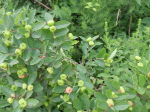 ��ϲ�_��ϲݵĹ�Ч|��������