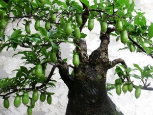 ������Ҷ�Ĺ�Ч������ ������Ҷ����������