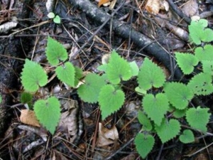 ͸�����Ĺ�Ч������ ͸������ˮ���ι���������