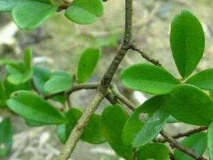 ţƤ�ݵĹ�Ч������ ţƤ������С��������