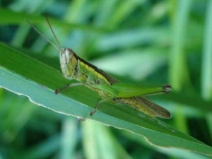 �ȳ��Ӫ����ֵ �ȳ��ʳ�÷���