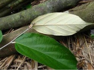 ��Ƥ��Ĺ�Ч������ ��Ƥ��ĸ���