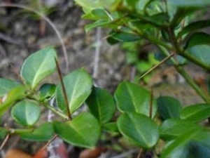 ţ�̽����Ĺ�Ч������ ţ�̽����ĸ���