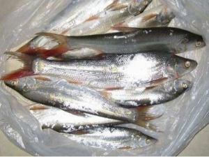 ��������Ӫ����ֵ ��������ʳ�÷���