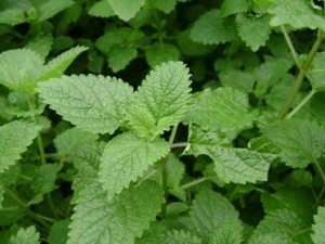 ���ɵĹ�Ч ������ˮ�ȵĽ���