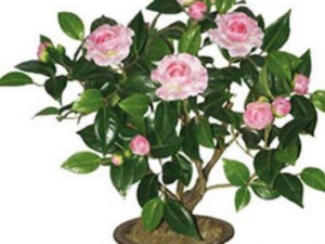 ���Ľ�_���Ľ�Ĺ�Ч|��������