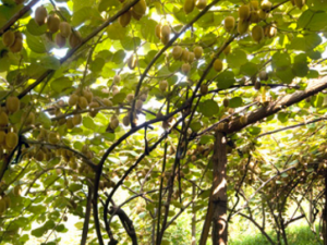 ��ɽ��_��ɽ��Ĺ�Ч|�÷�����