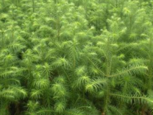 �Ʊ�����_�Ʊ�����Ĺ�Ч|��������