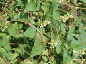 �ƾ�Ҷ����_�ƾ�Ҷ���ǵĹ�Ч|��������