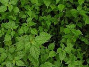 ��Ҷ��Ĺ�Ч������ ��Ҷ���ܼ�����