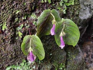 ����̦�Ĺ�Ч������ ����̦��ô���߶�