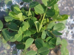 ����Ҷ�Ĺ�Ч������ ����Ҷ�����ƾ�����