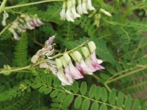 ���������������� ��������������Ч ��������������������