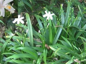 ������Ĺ�Ч������ �������ͱ������һ��ֲ����