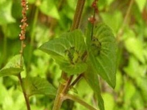 ���ǲݵĹ�Ч������ ���ǲݵĸ�������