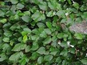 �׺��ٸ��Ĺ�Ч������ �׺��ٸ����÷�����