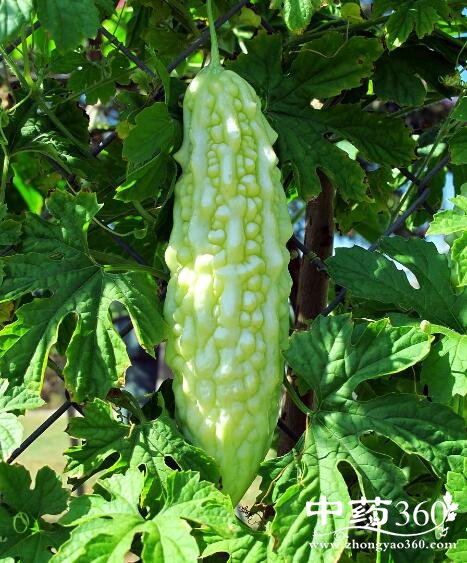 怎样做苦瓜才能不那么苦呢