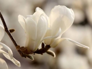 ľ�����Ĺ�Ч������ ľ��������������