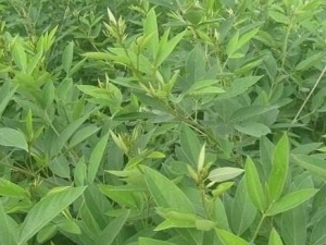 ľҶĹЧ ľҶιͷ ľҶж