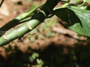 ��Ҷ���յĹ�Ч������ ��Ҷ���յĸ��� ��Ҷ���ղ��ܺ�ʲôһ���