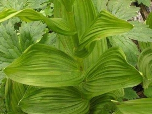 ��ɽ�账�� ��ɽ�蹦Ч ��ɽ���������