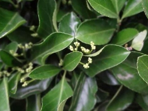 ��Ҷ����Ĺ�Ч������ ��Ҷ����ļ۸�