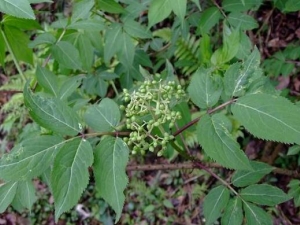 �ӹ�ľ���Ĺ�Ч������ �ӹ�ľ����ҩ������