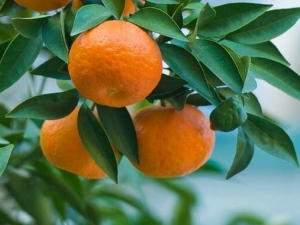 ���ӵ�Ӫ����ֵ ���ӵ�ҩ�ü�ֵ