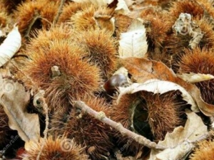 ׶�����ǵĹ�Ч������ ׶�����ǵ��÷�����